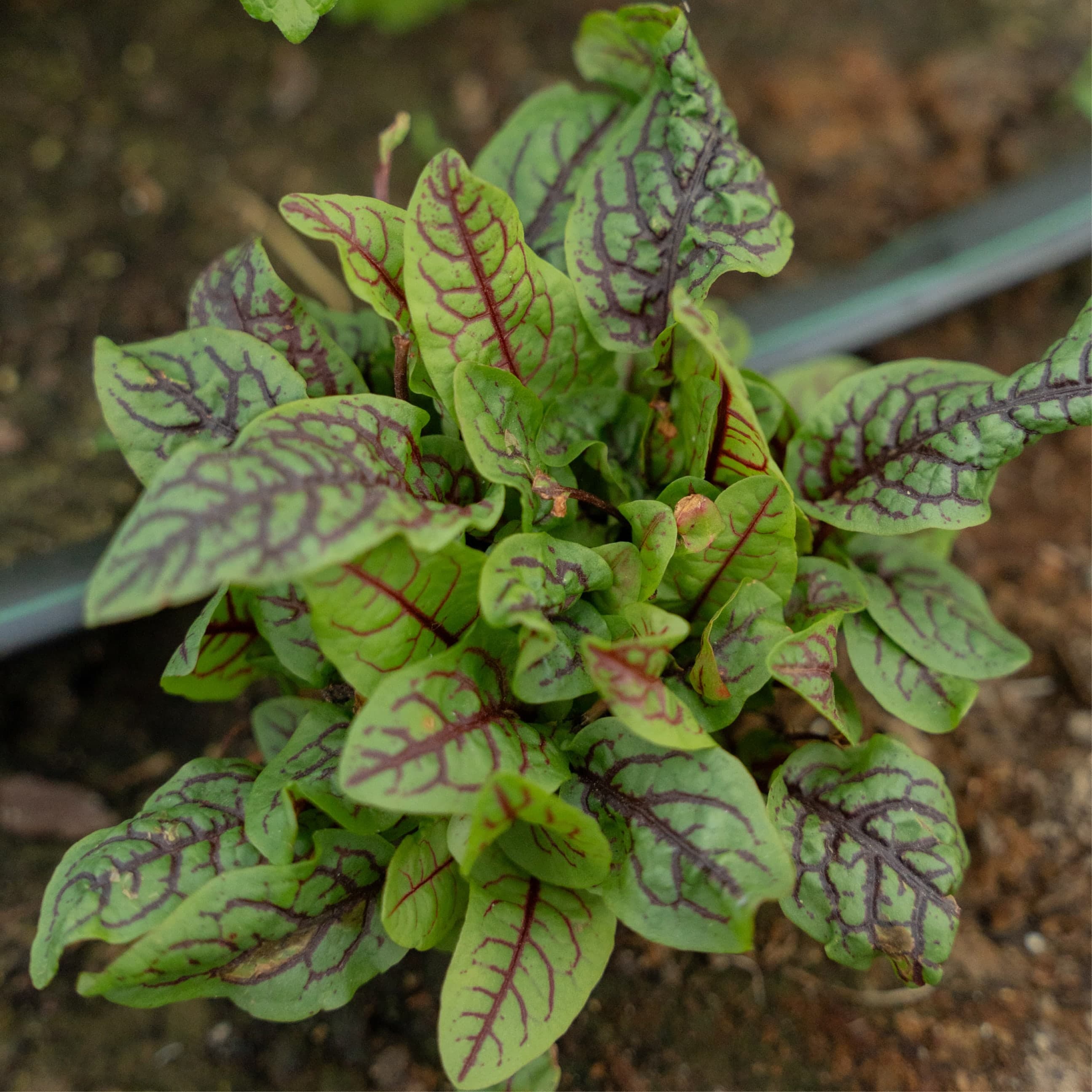 Bloedzuring met rood geaderd blad in de zandleembodem
