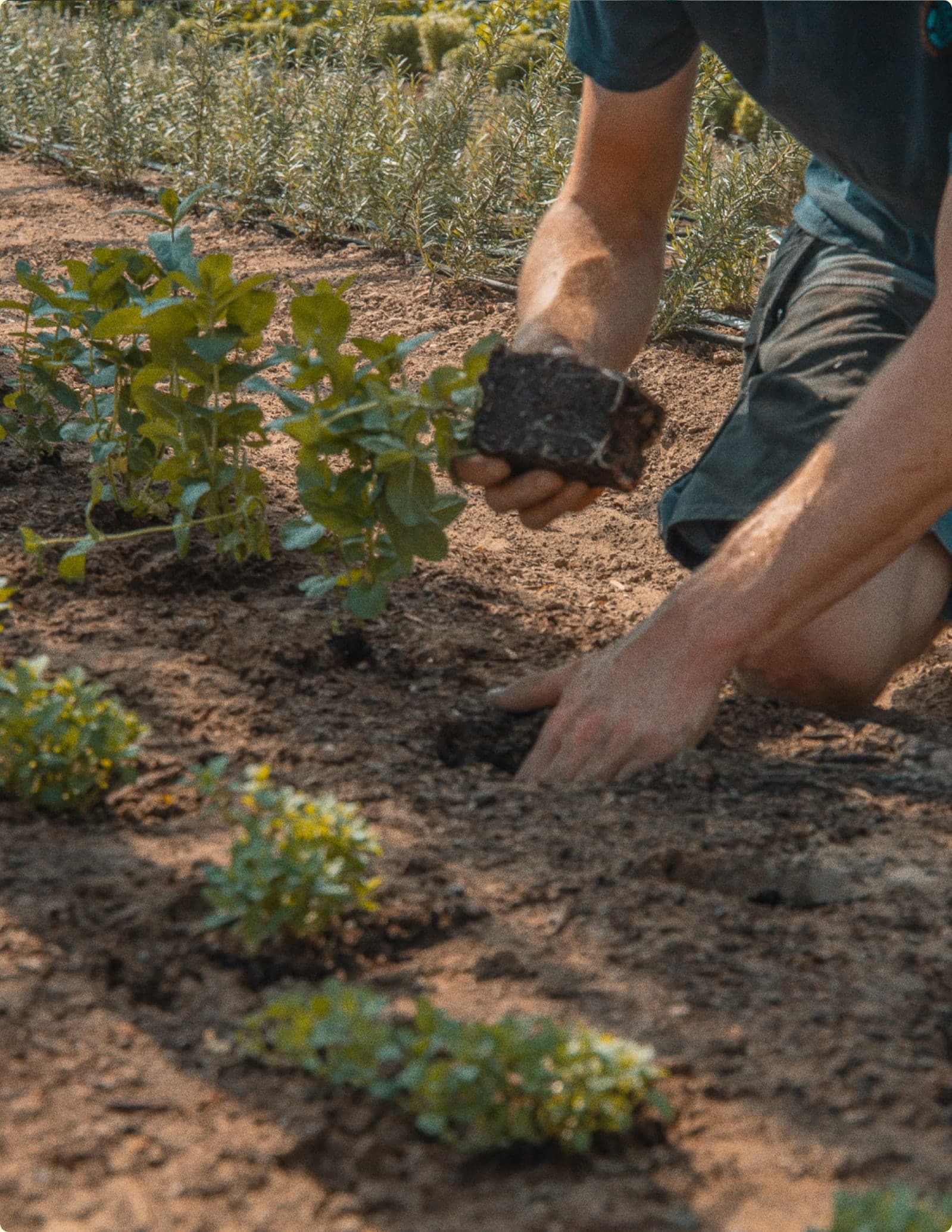 Handen zetten plantgoed in een rij in de volle grond